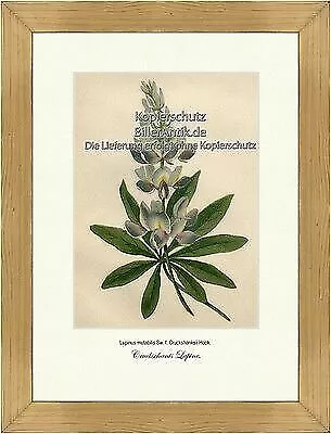 Cruckschants Lupine Hülsenfrüchtler Schmetterlingsblütenartige Vilmorin A4 071