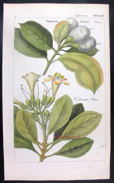 1830,RARE DIETRICH FLORA UNIVERSALIS HandPainted ENGR. FRAGAEA UK2