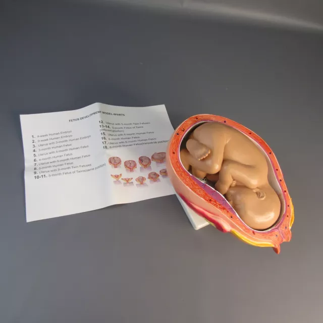 Educational Science 6th Month Human Fetus Model Medical Display 6" x 10" Figure