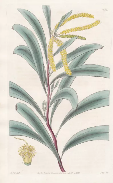 Acacia Cinerascens Australia flower botany engraving Kupferstich Curtis 3174