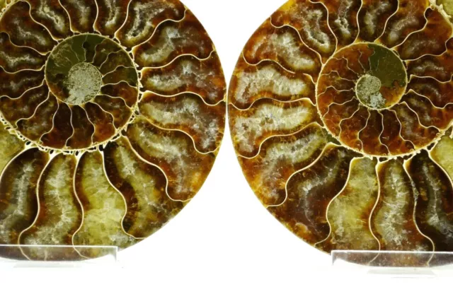 Ammonite PAIR 110myo Dinosaur age Fossil 134mm Crystals XL 5.3" 110myo e4832xx