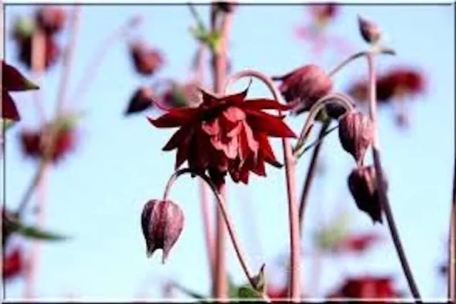 Mid height plant seeds for the Summer garden border