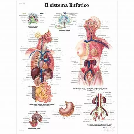 3B Scientific, tavola anatomica, Il sistema linfatico (cod, VR4392UU)