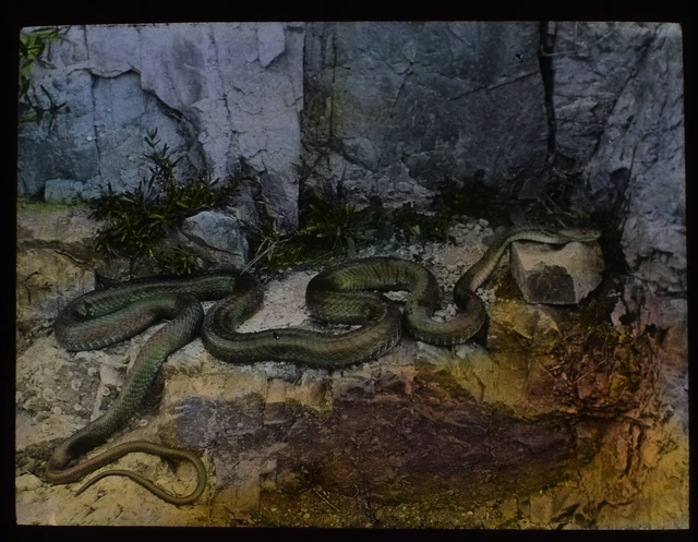 ANTIQUE Magic Lantern Slide PYTHON ON ROCKS C1910 PHOTO AFRICA SNAKE