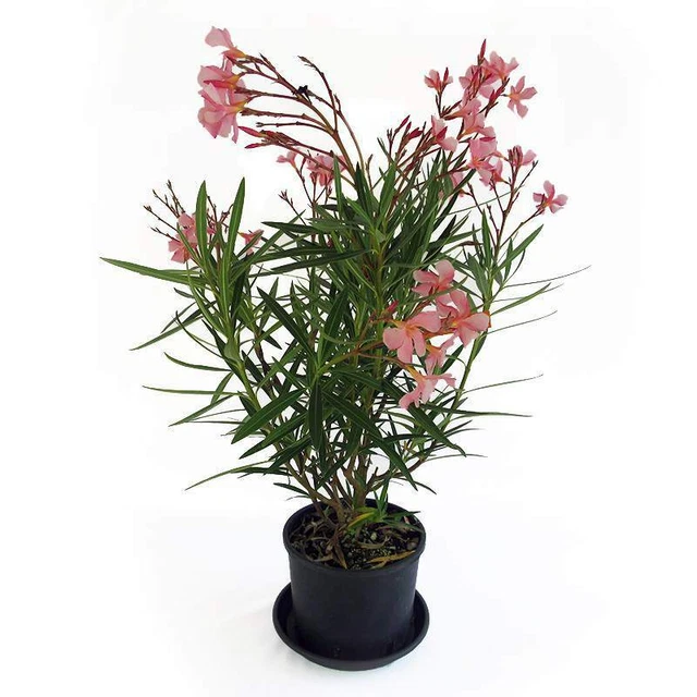 Vaso 100 Cm Da Esterno Oleandro Ad Alberello "Nerium Oleander