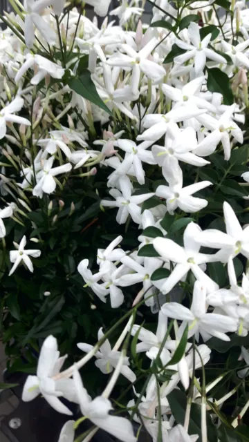 Echter Jasmin am Rankdraht weiß - Reichblühend, schnellwachsende Kletterpflanze