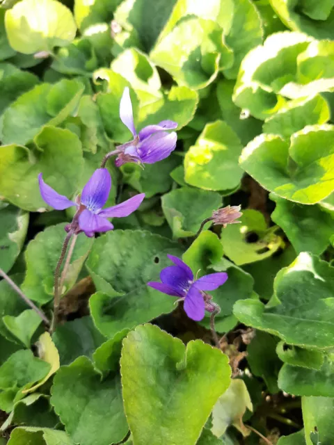 Staude Viola odorata 'Königin Charlotte' Duft-Veilchen, Mehrjährig, Winterhart