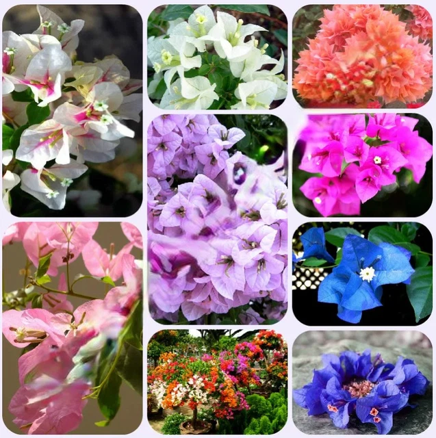 50 Semi Di Caladium Freschi - Ideali Per Il Tuo Giardino - Foto 9