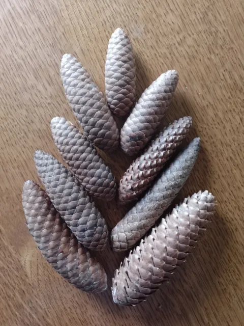 Juego de artesanías de conos de abeto Douglas naturales reales 9 piezas. Decoración del hogar