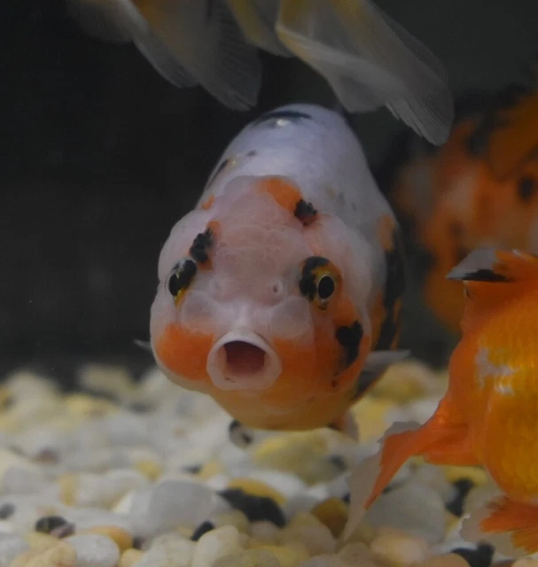 Live Calico Ranchu Fancy Goldfish (4" Freshwater Aquarium Fish) *PLS READ DESCR*