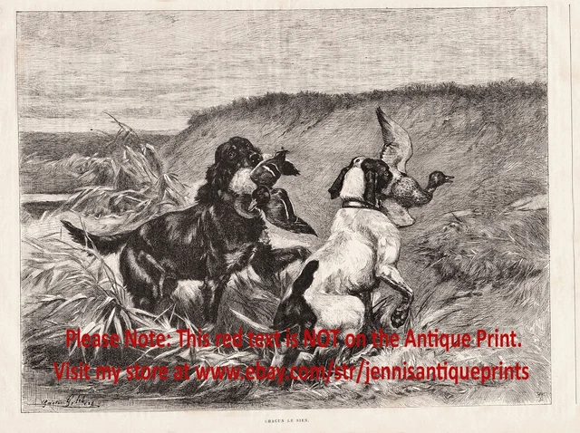 Dog Gordon Setter English Pointer Retrieve Ducks Water Large 1890s Antique Print