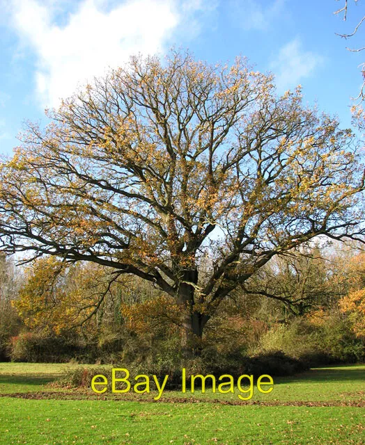 Photo 6x4 Oak in paddock by Old House Farm Howe  c2009