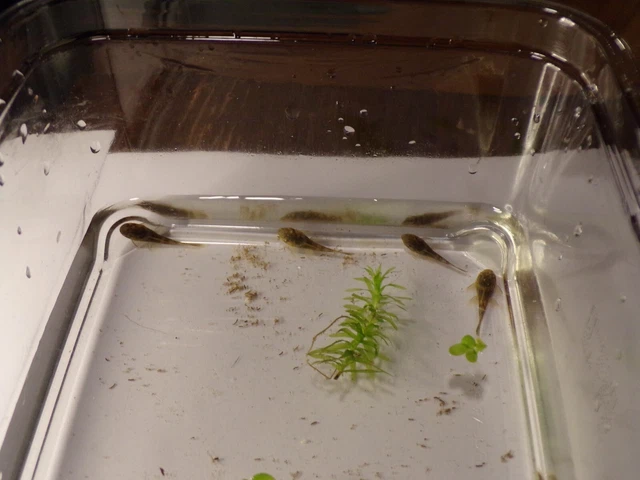 Tank Bred Standard GREEN DRAGON Bristlenose Pleco 1+ inch 2