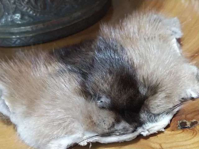 Muskrat head face fur animal pelt skin