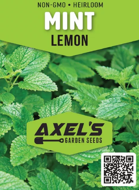 Lemon Mint Seeds | Non-GMO | Heirloom | Fresh Herb Garden Seeds 2