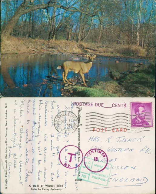 USA Lincoln 1965 Morrisville VT Postmark Insufficient Prepaid Deer Postcard