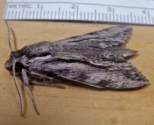 Obscure Sphinx Moth Erinnyis obscura Sphingidae Lepidoptera South Texas M14