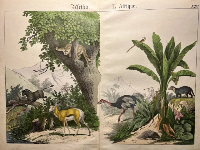 Lithograph Africa Antique 1838 Hand Colored Watercolor Animals Fauna Flora...
