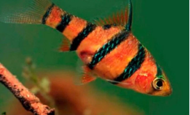 N 4 /Pesci Tropicali Aquario , Barbus Pentazona 3 - 3,5 cm