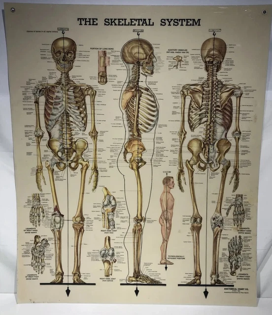 THE SKELETAL SYSTEM Anatomical Chart by Anatomical Chart Co. (Foldout