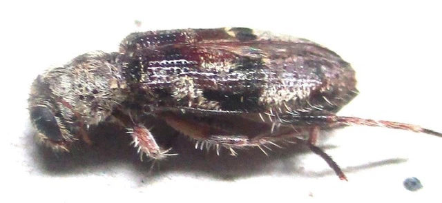 K011 MI : Cleridae species? 9mm***********************************