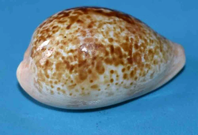 SEA SHELL - COQUILLAGES - CYPRAEIDAE - ACHATIDAE INOPINATA - 37.20mm ...