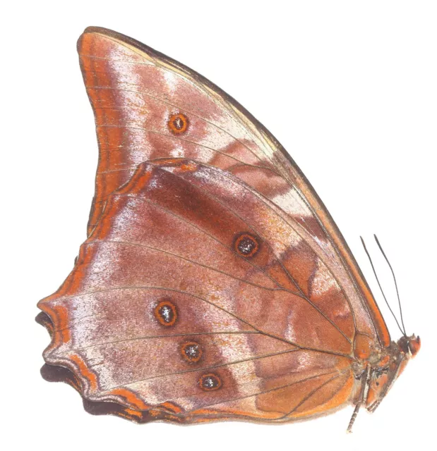 LEPIDOPTERA, NYMPHALIDAE, MORPHINAE, MORPHO AMPHITRYON from PERU