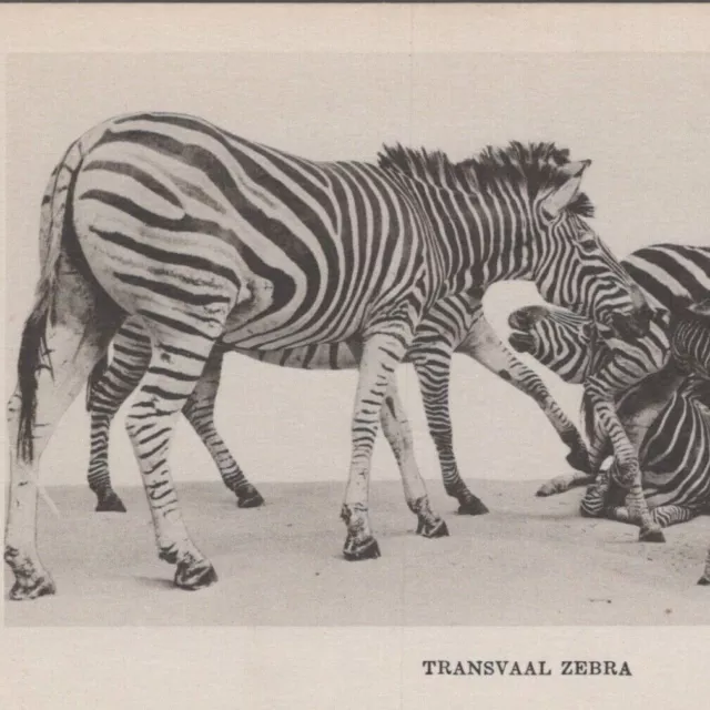 1930s Transvaal Zebra Chicago Field Museum Of Natural History Illinois Postcard