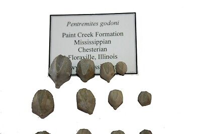 Carboniferous Mississippian Pentremites blastoid crinoid fossil ontogeny series