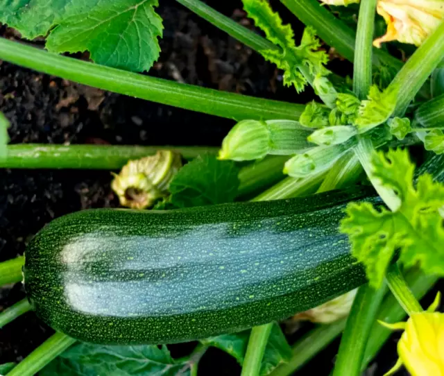 Black Beauty Zucchini 10 seeds (Cucurbita pepo)