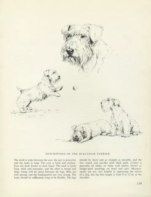 Sealyham Terrier Vintage 1963 Dog Print Sketch Page Artist Bridget Olerenshaw