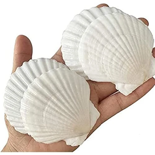 Cáscaras de mar QICQDRAM 25 UN. para artesanía decoración artesanía artesanía 2-3 vieiras blancas