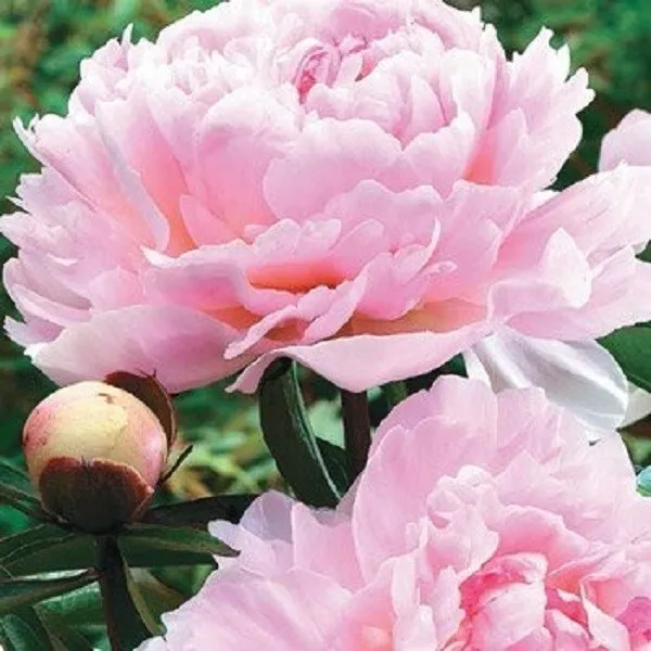 2 Sarah Bernhardt Peony Root With 2-3 Eyes