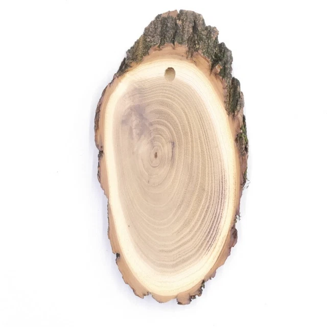 3 Pieza Escudo de Trofeo Acacia Af 15 CM Muy Pequeño Corzo Cornamenta Baumschild 2