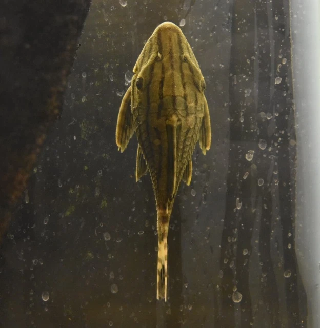 Live Royal Panaque Pleco L191 (1.5-2" Freshwater Aquarium Fish) PLS READ DESCR 4