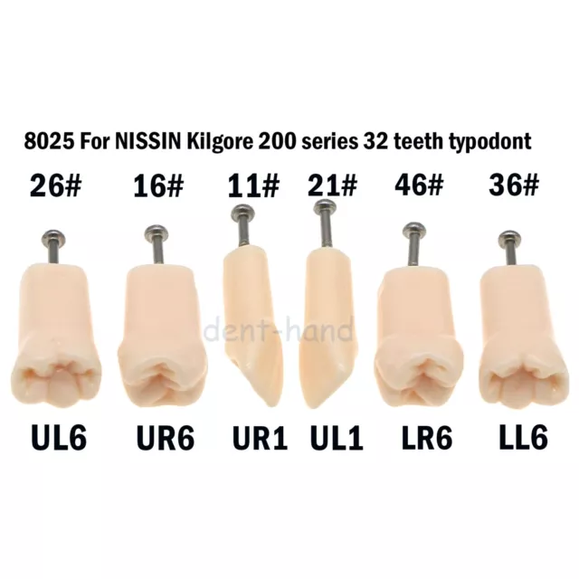 Dental Replacement Screw-in Teeth Typodont Model fit Kilgore NISSIN 200 Type