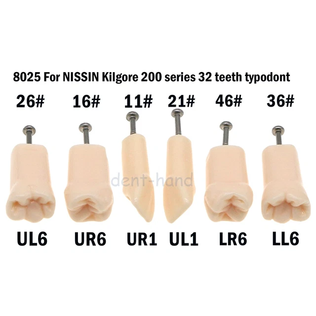 Dental Replacement Screw-in Teeth Typodont Model fit Kilgore NISSIN 200 Type