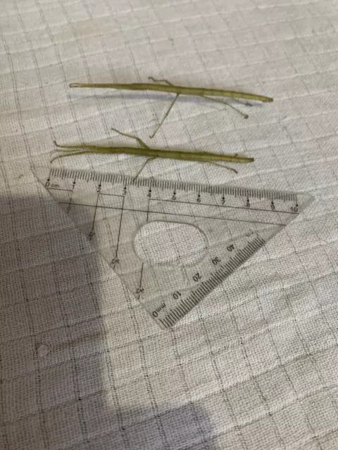 Stick Insects X5 Adults 6cm Long Plus        Sold As Live Food As Per eBay Rules