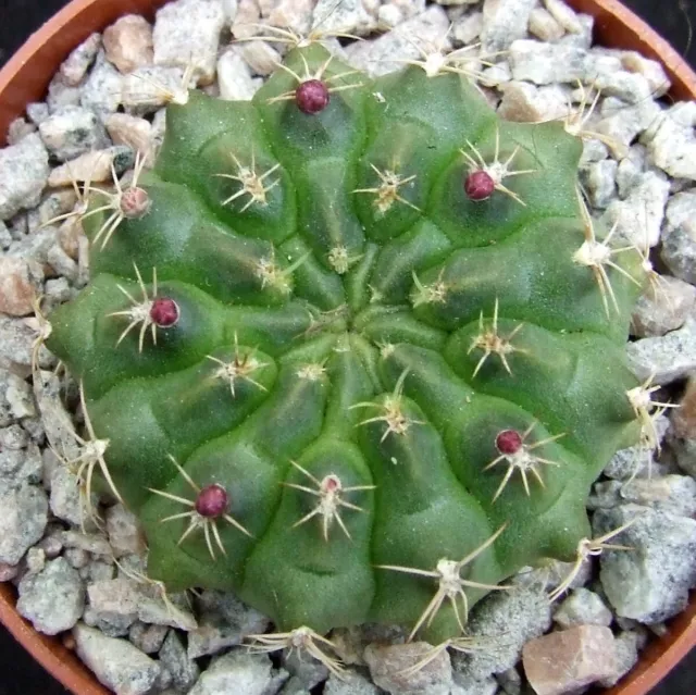 Gymnocalycium Damsii 4.4cm flowering size collectors Bolivian cactus