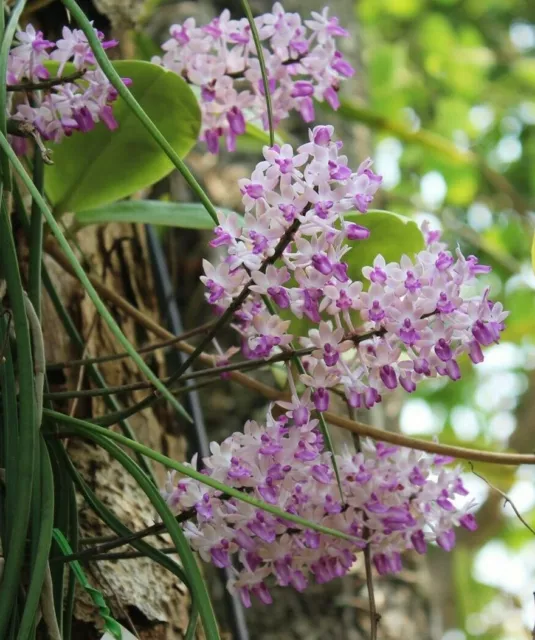 2 Seidenfadenia mitrata plant Orchid Miniature Thailand FREE PHYTO CERTIFICATE