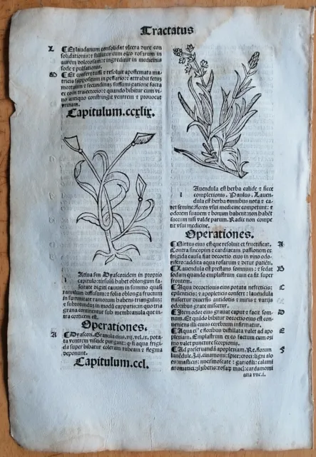 Post Incunable Leaf Hortus Sanitatis Woodcut Botany Lavender - 1511