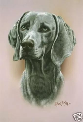 Robert J. May Head Study - Weimaraner (RMDH145)