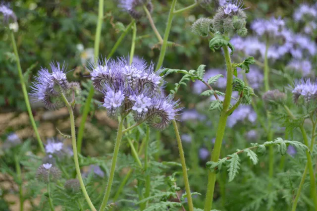 min 500 Samen Phazelie, Bienenfreund (Phacelia tanacetifolia) Saatgut seeds