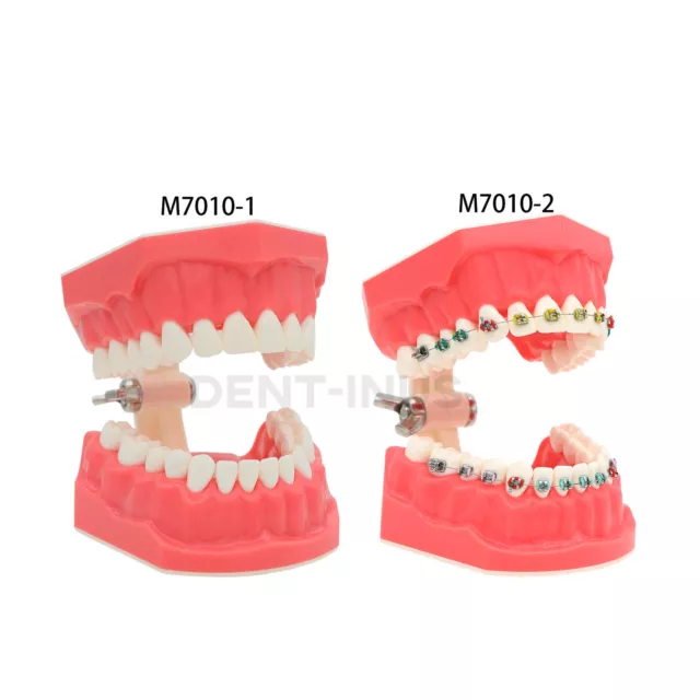 US Dental Typodont 1:1 Teeth Model with/without Orthodontic Brackets Brushing