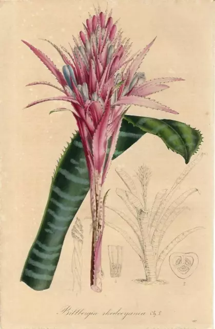 1847 Old Antique Print Billbergia Rhodocyan Botanical FLOWERS Antique Print Flowers