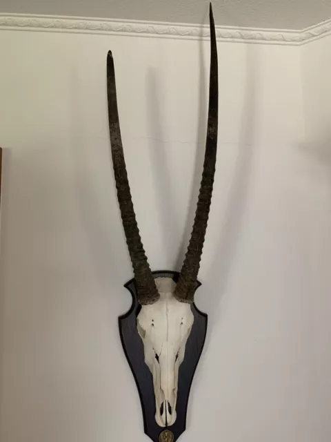 Oryx Antilope Spießbock Afrika Schädeltrophäe -Trophäenschild