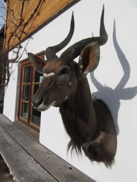 Nyala Antilope Kopf Schulter Präparat Afrika Gehörn Trophäe Jagd