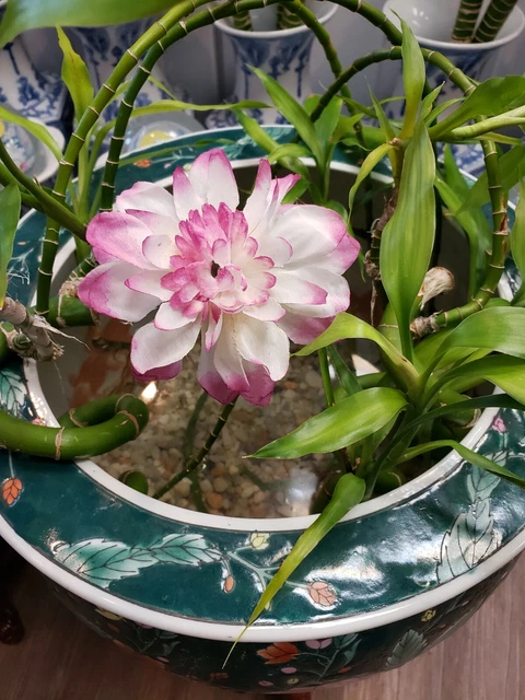 VINTAGE FLOWER KOI Fish Bowl Planter Jardiniere Chinese Oriental