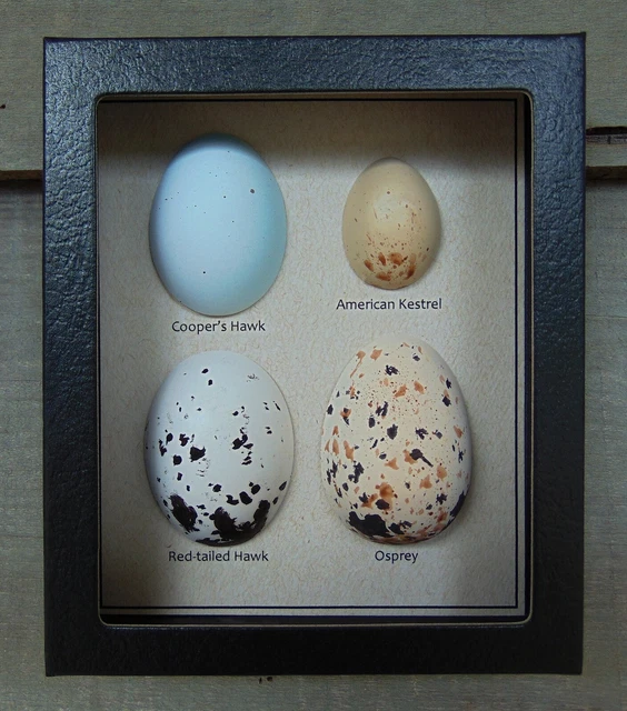 E514) Replica Raptor Eggs Bird Egg Hawk Kestrel Osprey 5X6 display shadowbox USA