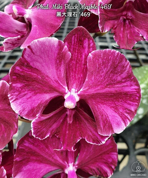 E47: Phal Miki Black Marbel '469' 黑大理石'469‘